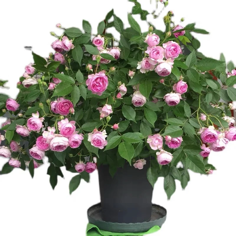 庭院阳台蔷薇月季花苗 玛姬婶婶 勤花多花微月灌木丰花浓香玫瑰花