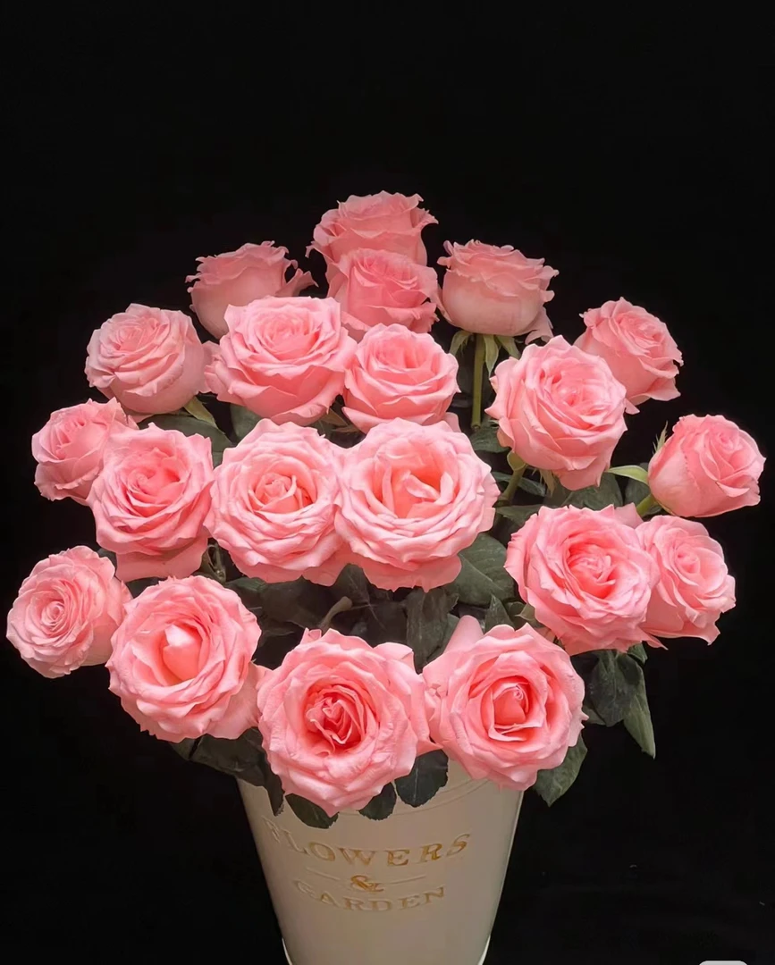 优质戴安娜玫瑰，一单就包邮中通冷链，售后范围见商品详情页。