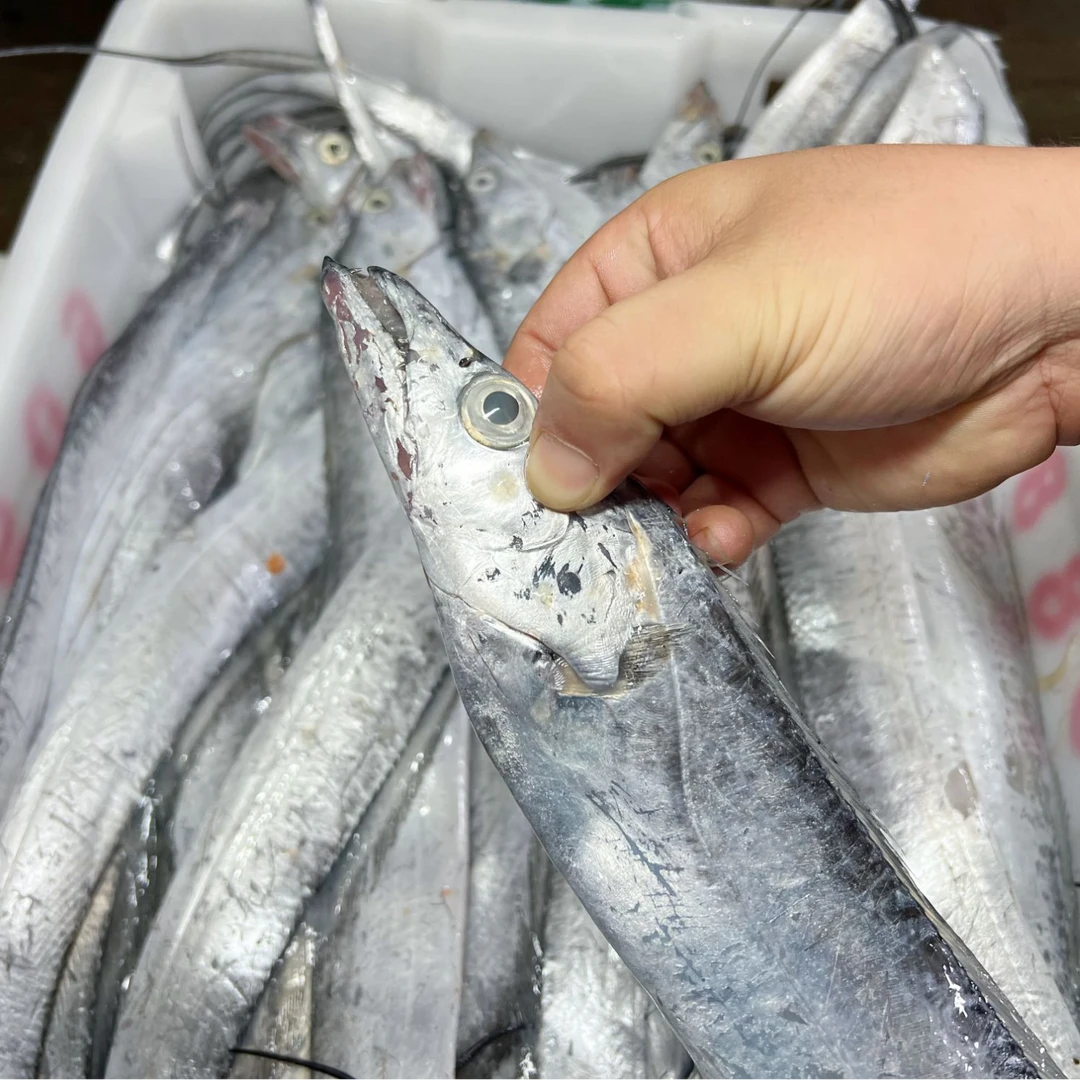 【大油带】正宗舟山小眼带鱼 东海油带 肉质鲜嫩 新鲜海捕