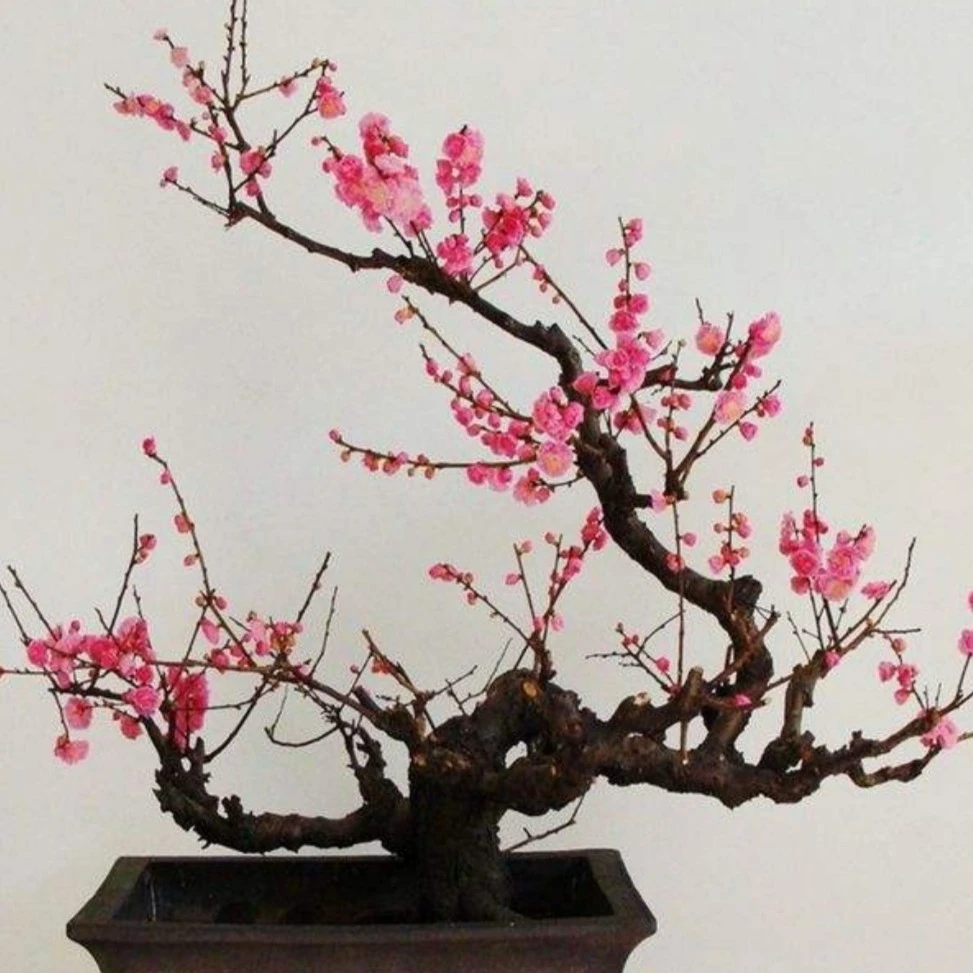 梅花老桩盆景一物一拍（直播专用）