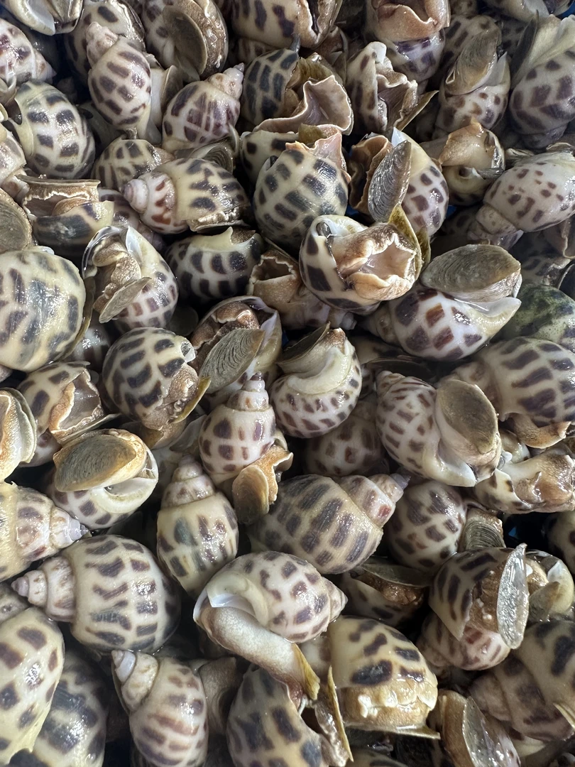 花螺海鲜（450克）花螺同城送