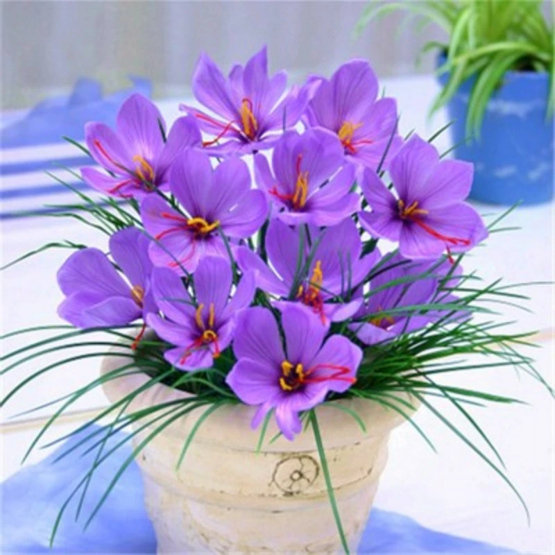 四季种植开花藏红花种球番红花阳台盆栽地载耐寒耐热花卉室内易活