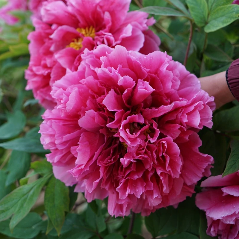 牡丹花苗盆栽高杆大苗庭院地栽室外大花卉洛阳牡丹花树苗中国红