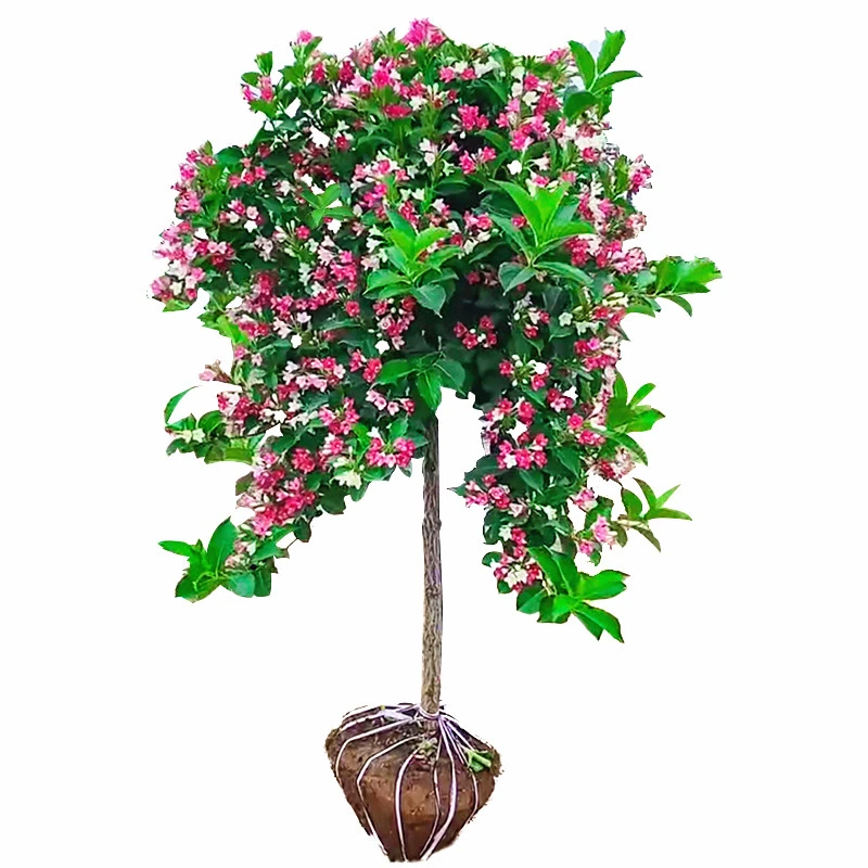 五彩锦带花树苗盆栽红王子花苗别墅庭院耐寒大型风景树高杆锦带树