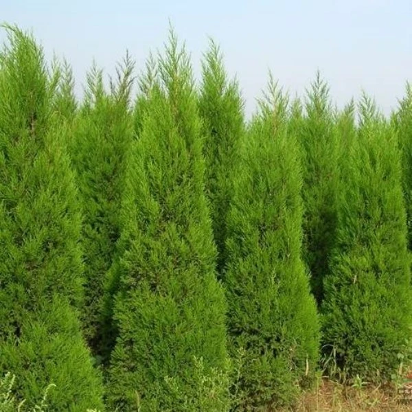 墓前塔柏松柏树苗塔柏坟头蜀桧墓地松扫墓清明松侧柏松柏树苗龙柏
