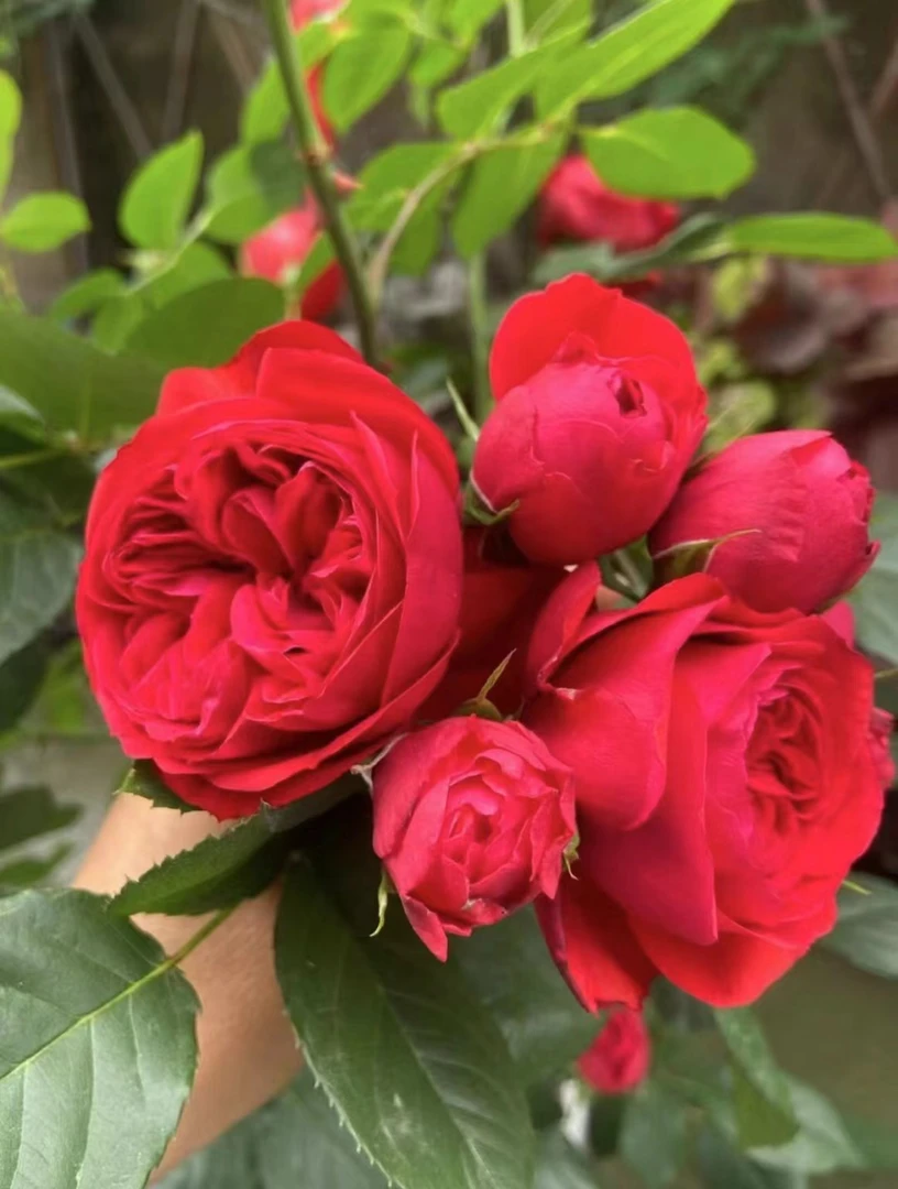 【红苹果】180盆红色系 原盆原土多季开花  一盆多株月季