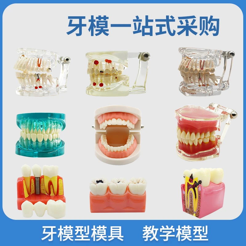 齿科模型模具展示教学用品牙模型模具教学模型假牙刷牙备牙模型