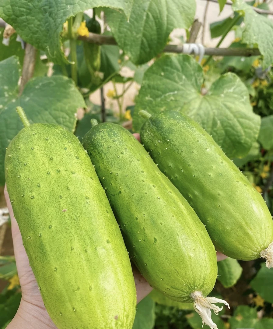 （顺丰包邮）贵州老品种黄瓜水果黄瓜