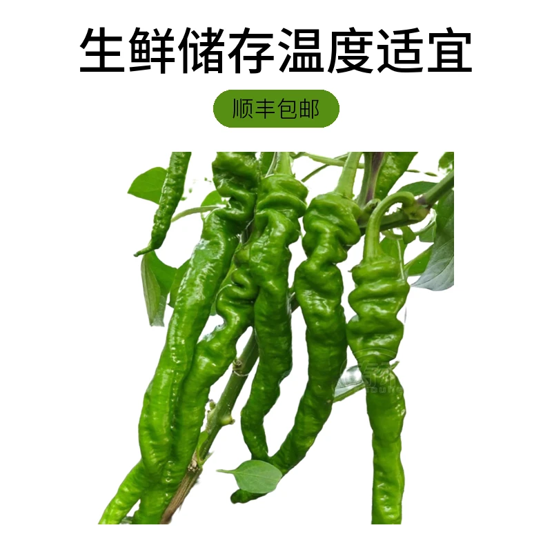 （顺丰包邮）贵州本地露天螺丝线椒