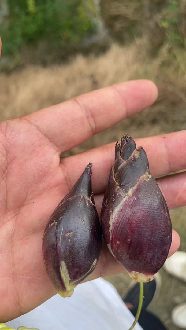 免邮贵州本地洋荷