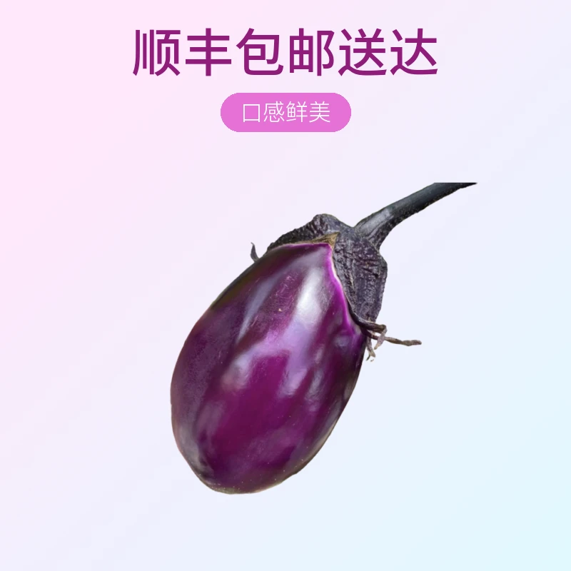 （小胖包邮）贵州本地露天紫圆茄