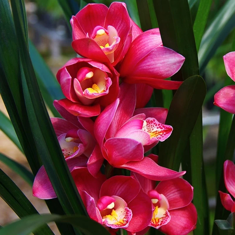 名贵兰花苗浓香型 [大将军]兰花卉阳台绿植兰草