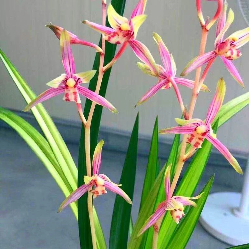 带花剑带花苞 建兰[绿鸟嘴]浓香型  好养 一年开到两三次花