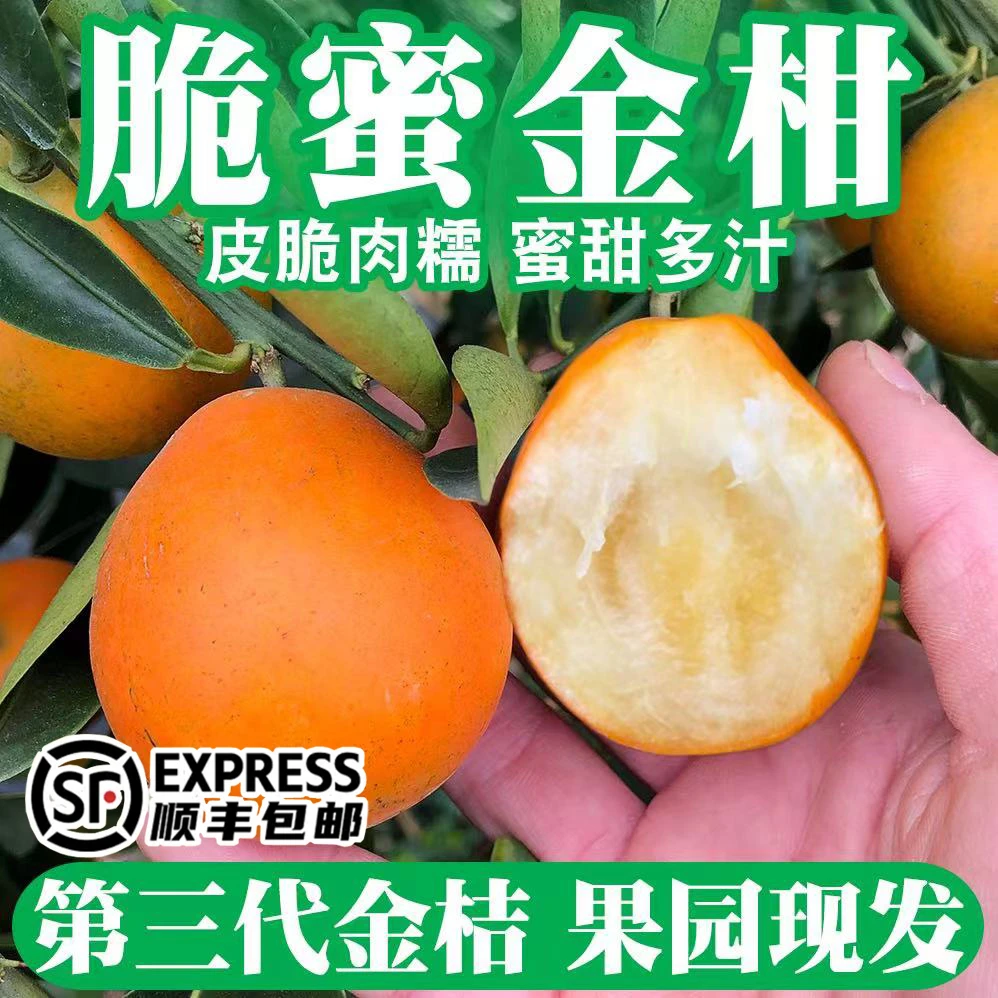 广西融安脆蜜金桔金柑第三代纯甜金桔无籽新鲜带皮吃水果现摘现发