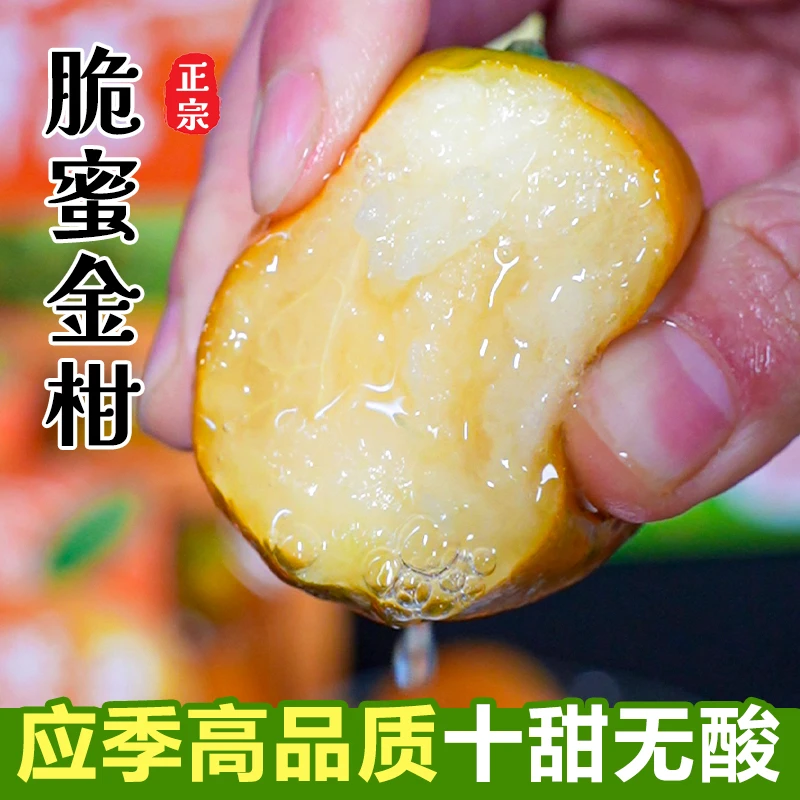 【脆蜜金柑】广西三代融安金桔当季水果小蜜桔新鲜现摘顺丰包邮纯甜
