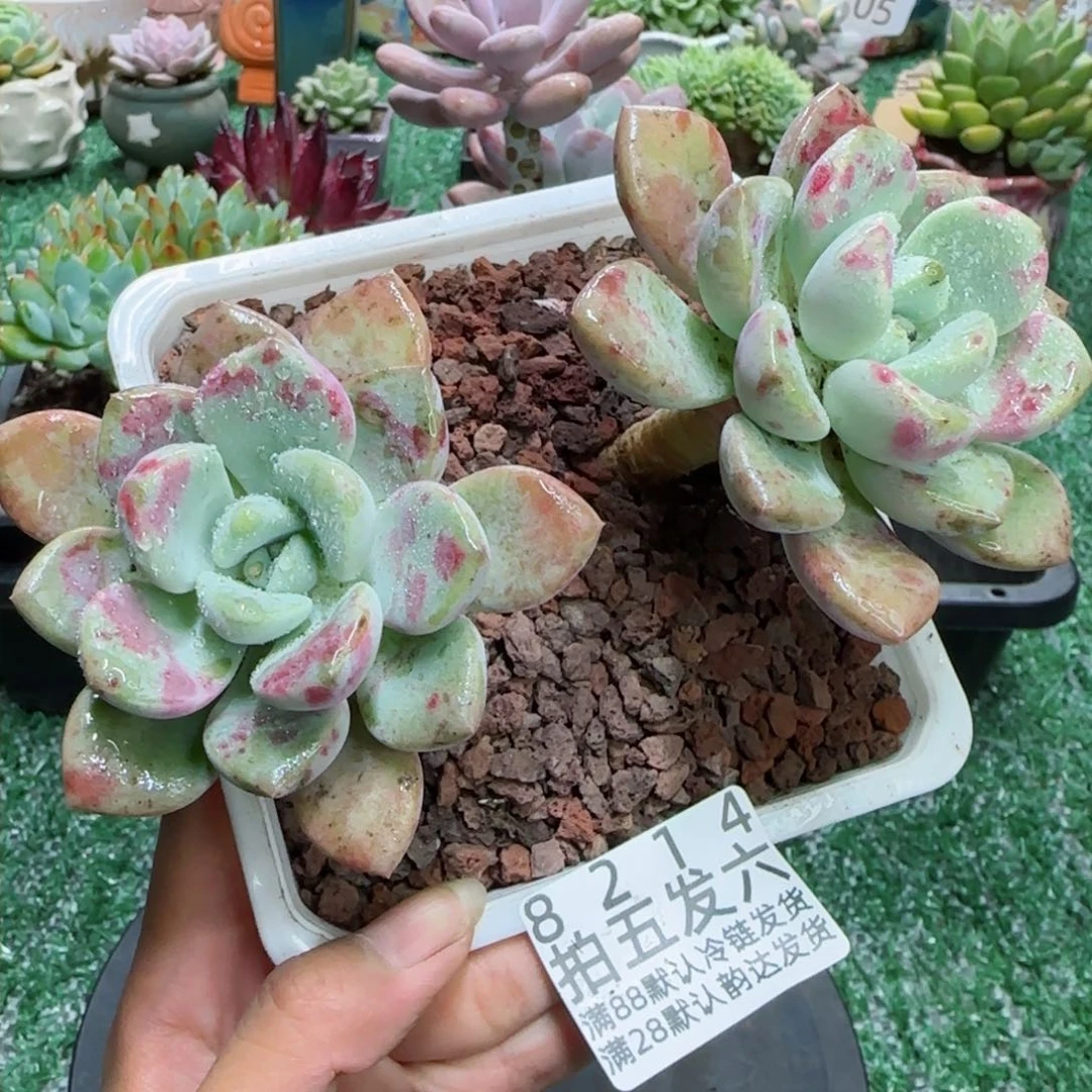 精品多肉编号8214