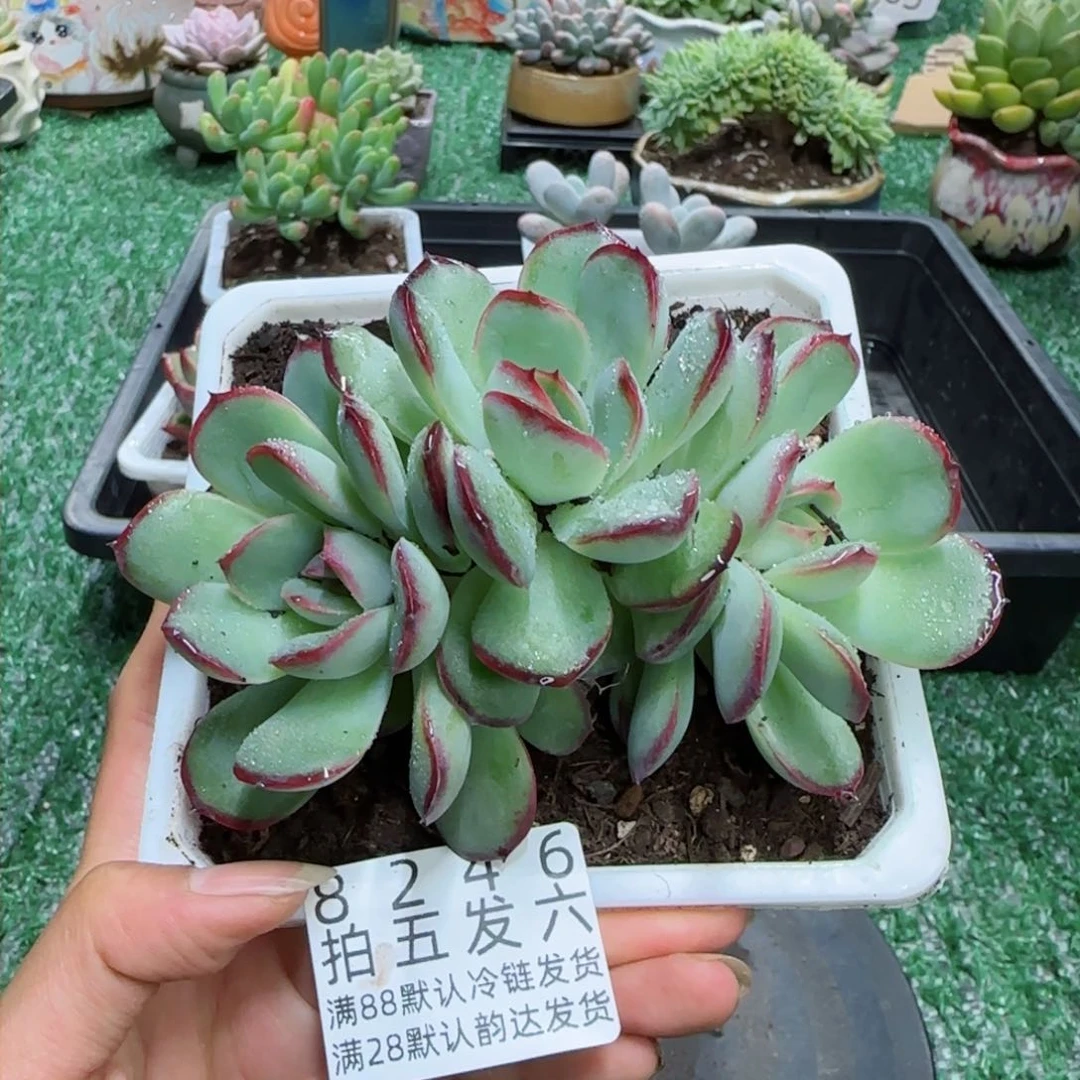 精品多肉编号8246