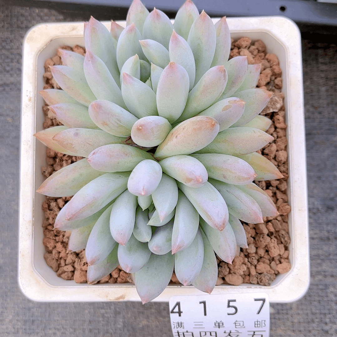 精品多肉编号4157