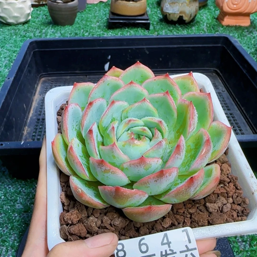 精品多肉编号8641