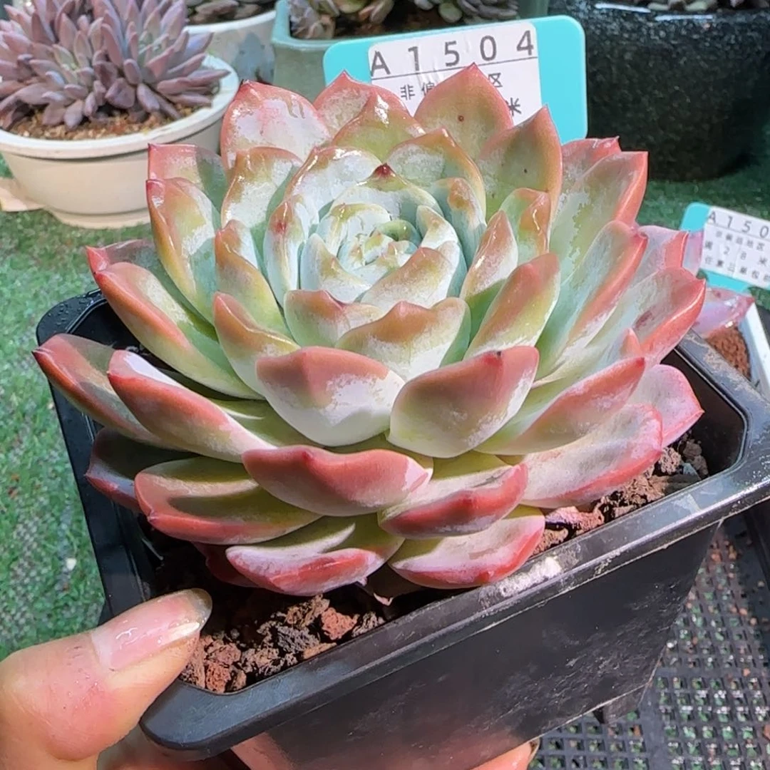 解忧精品多肉编号A1504