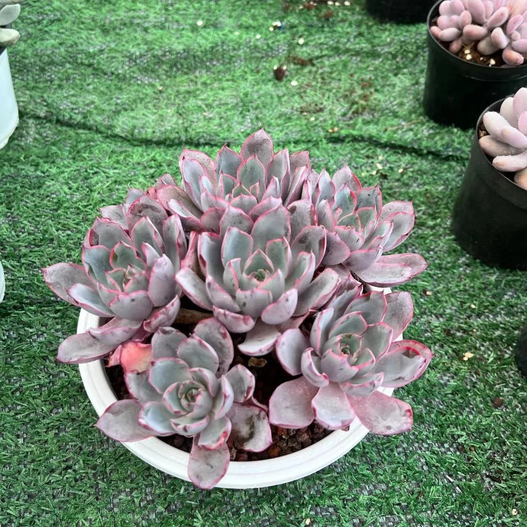 整桩木质化自然群生多头赫拉
