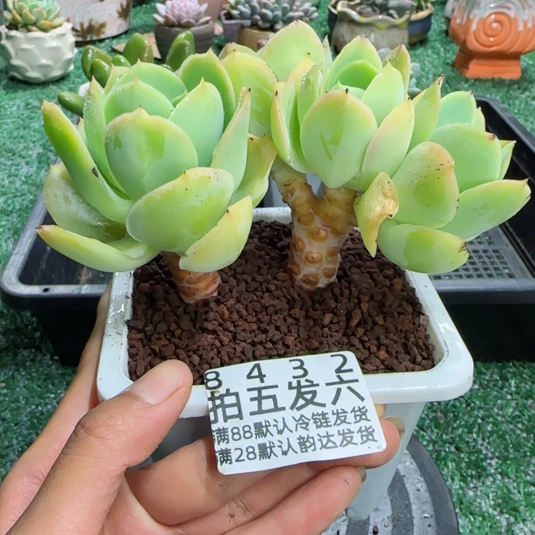 精品多肉编号8432