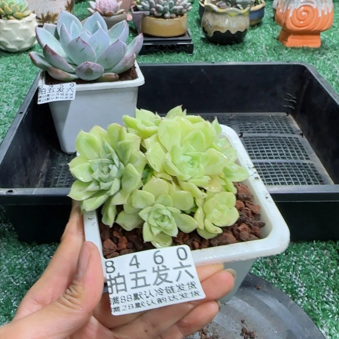 精品多肉编号8460