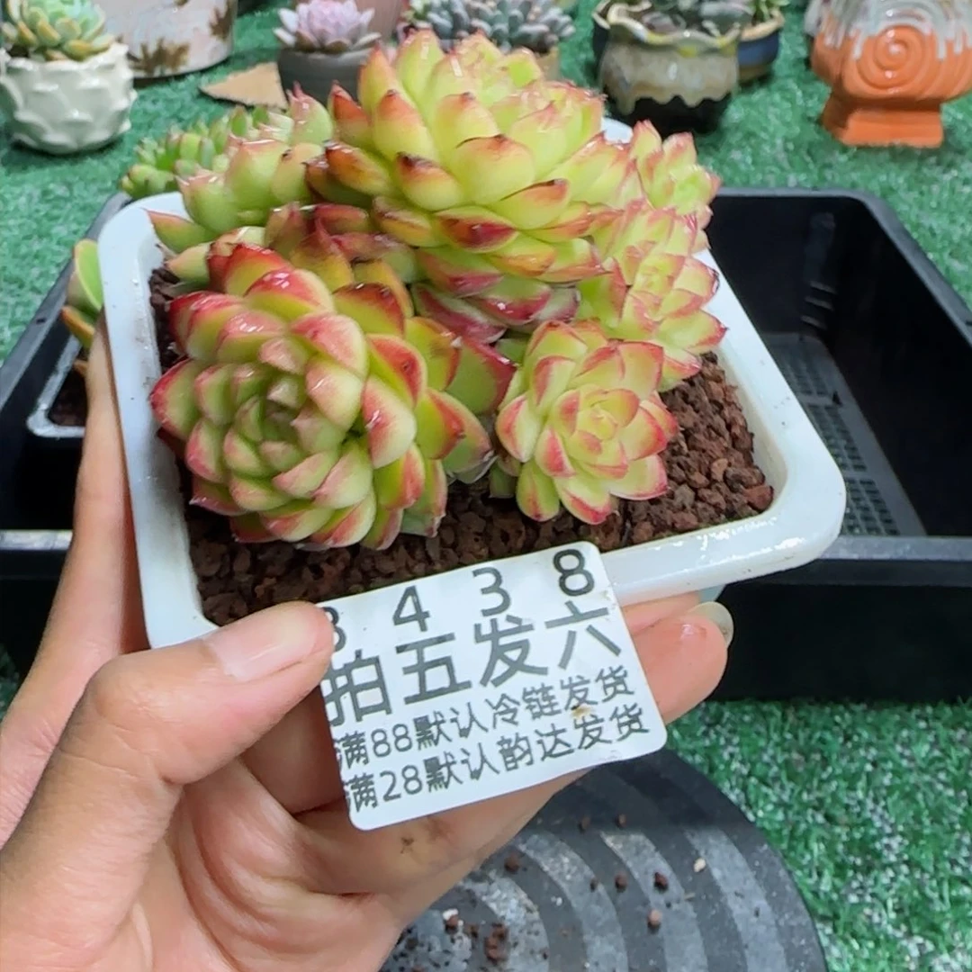 精品多肉编号8438