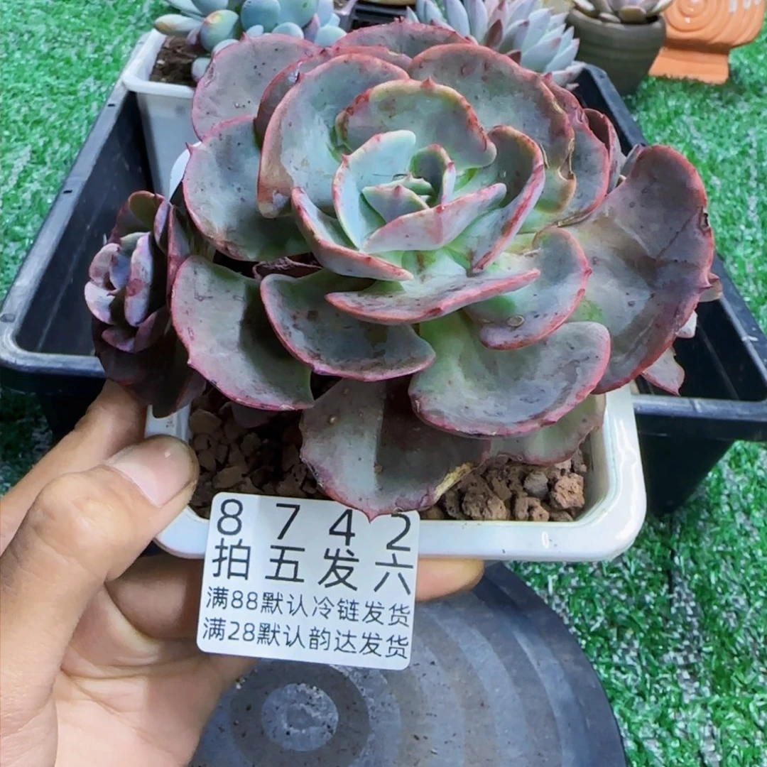 精品多肉编号8742