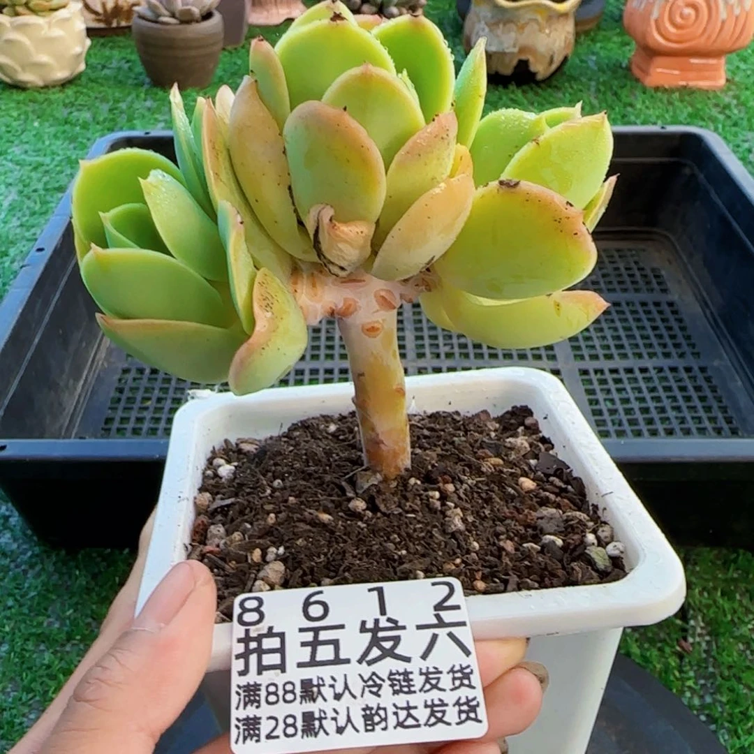 精品多肉编号8612