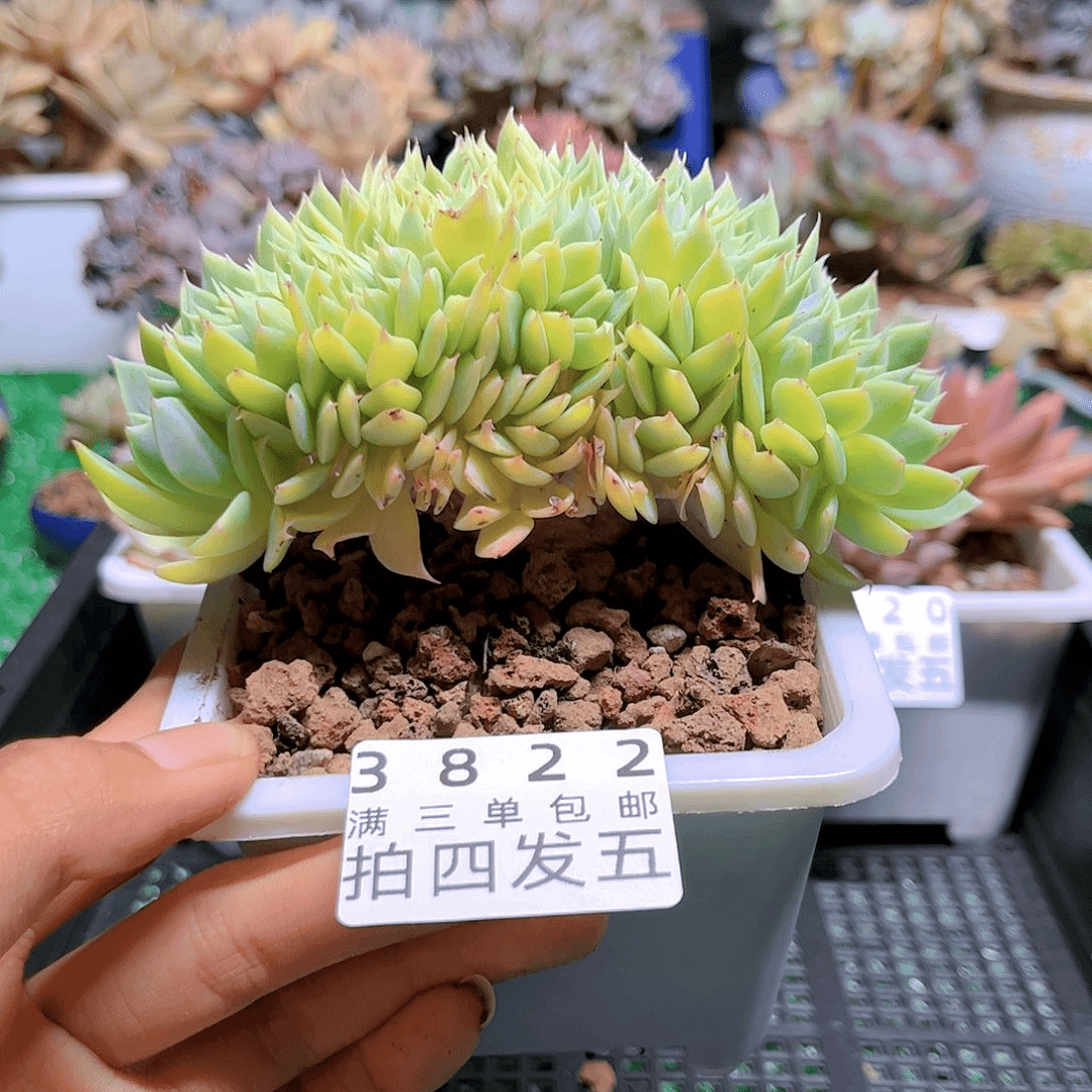 精品多肉编号3822