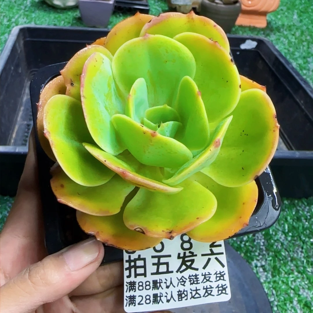精品多肉编号8682