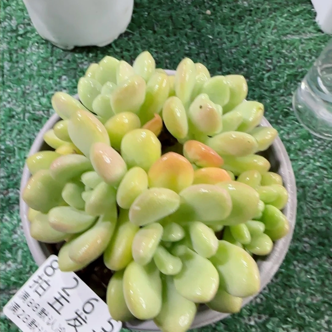 精品多肉编号8265