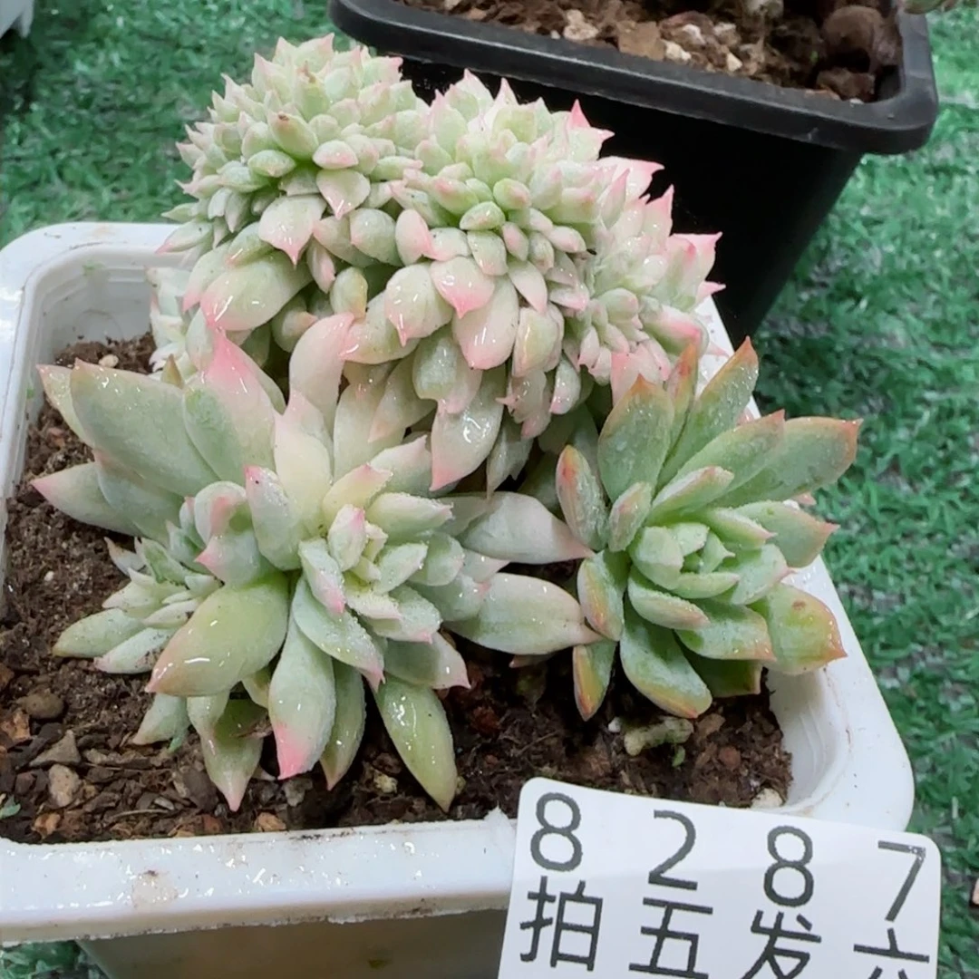 精品多肉编号8287