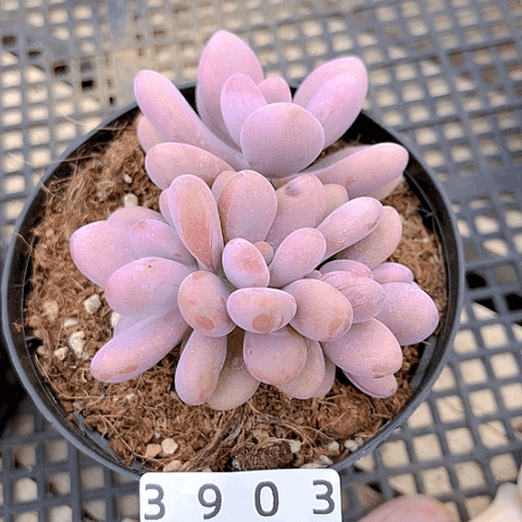 精品多肉编号3903