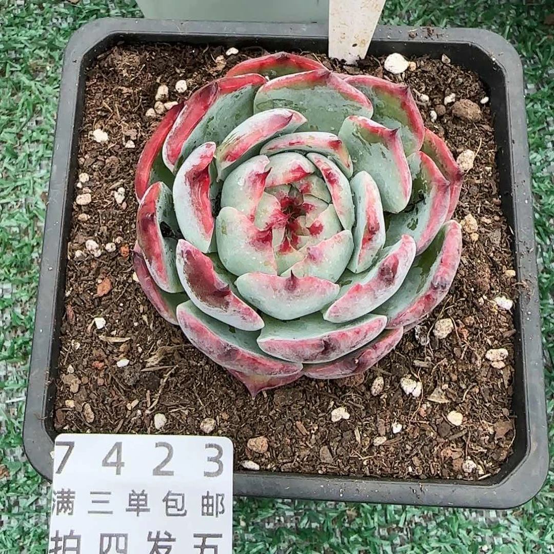 精品多肉编号7423