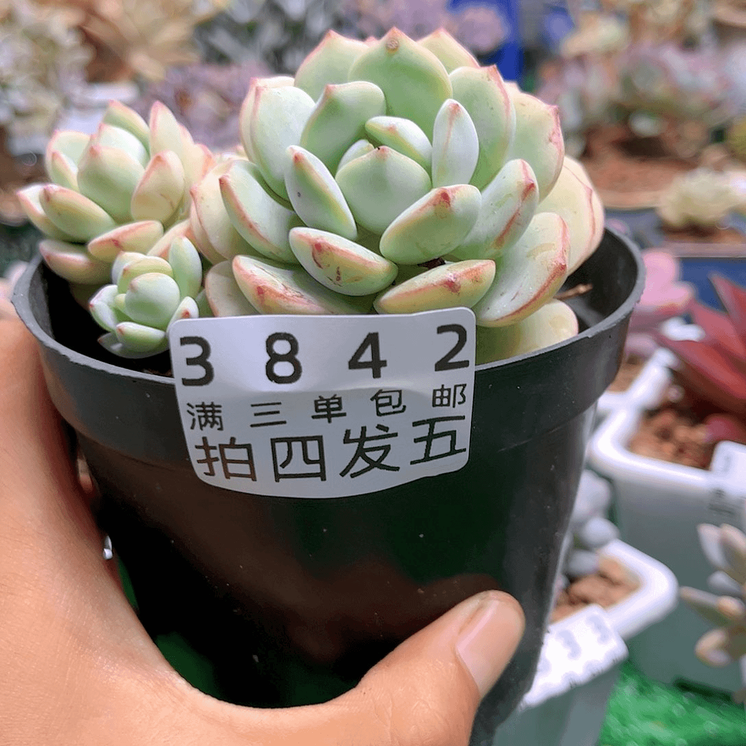 精品多肉编号3842