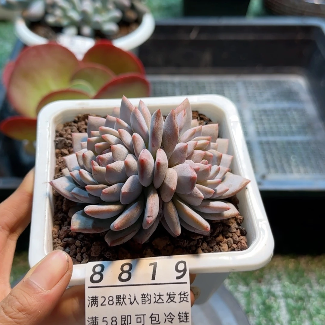 精品多肉编号8819