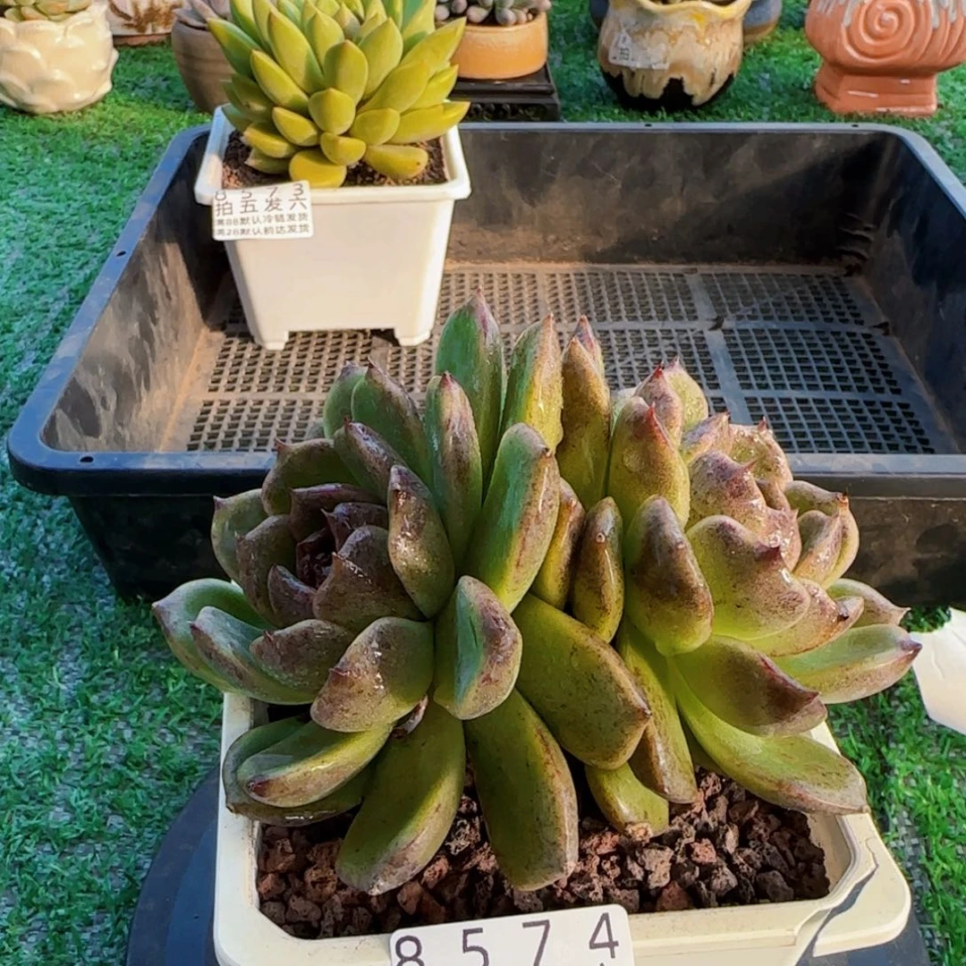 精品多肉编号8574