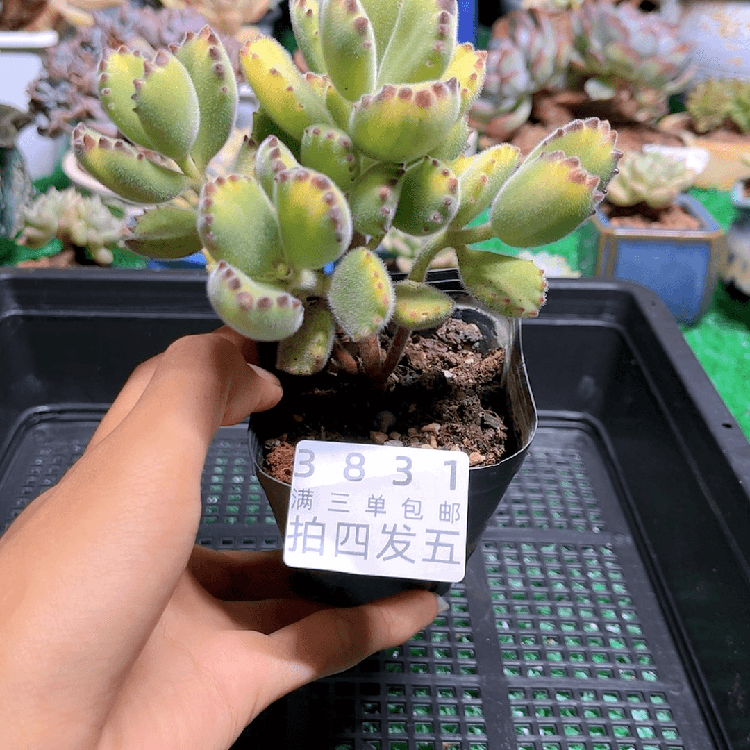 精品多肉编号3831
