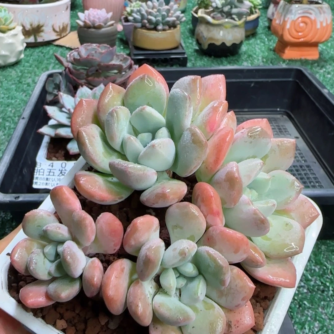 精品多肉编号8409