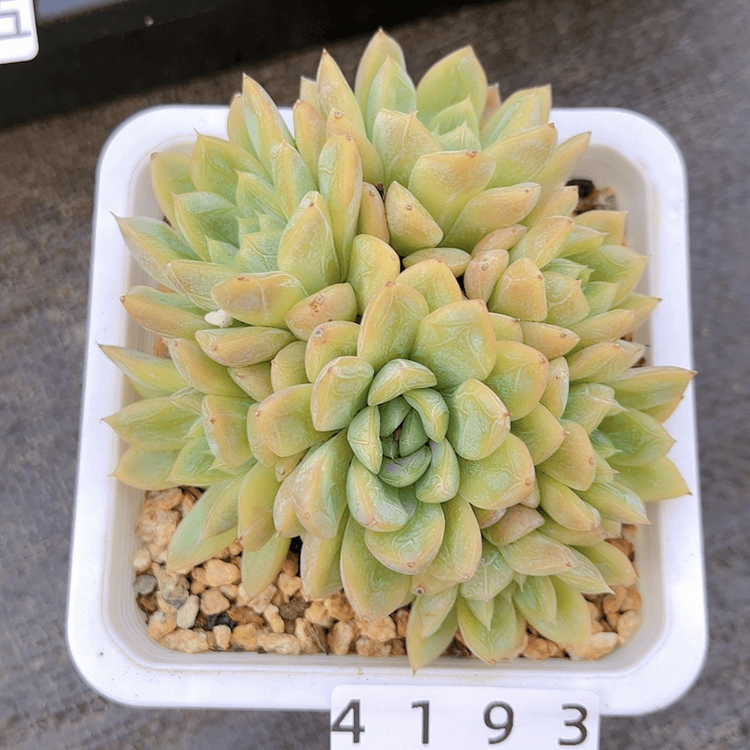 精品多肉编号4193