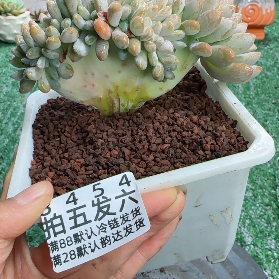 精品多肉编号8454