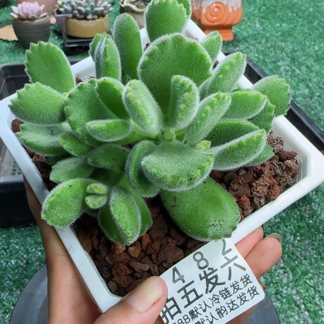 精品多肉编号8482