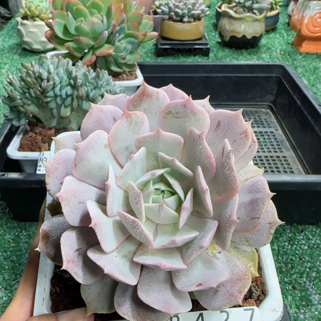 精品多肉编号8427