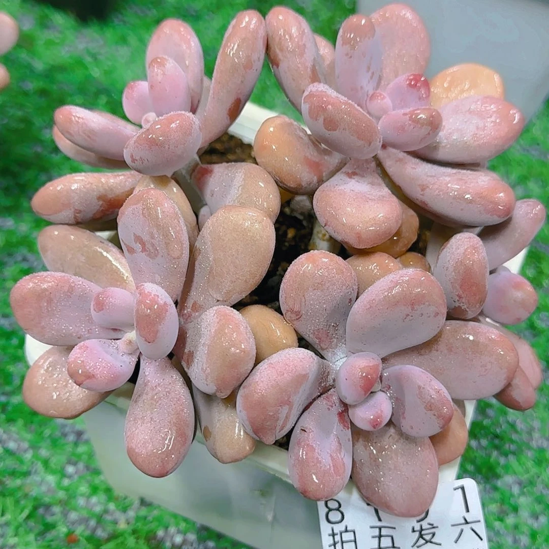 精品多肉编号8191