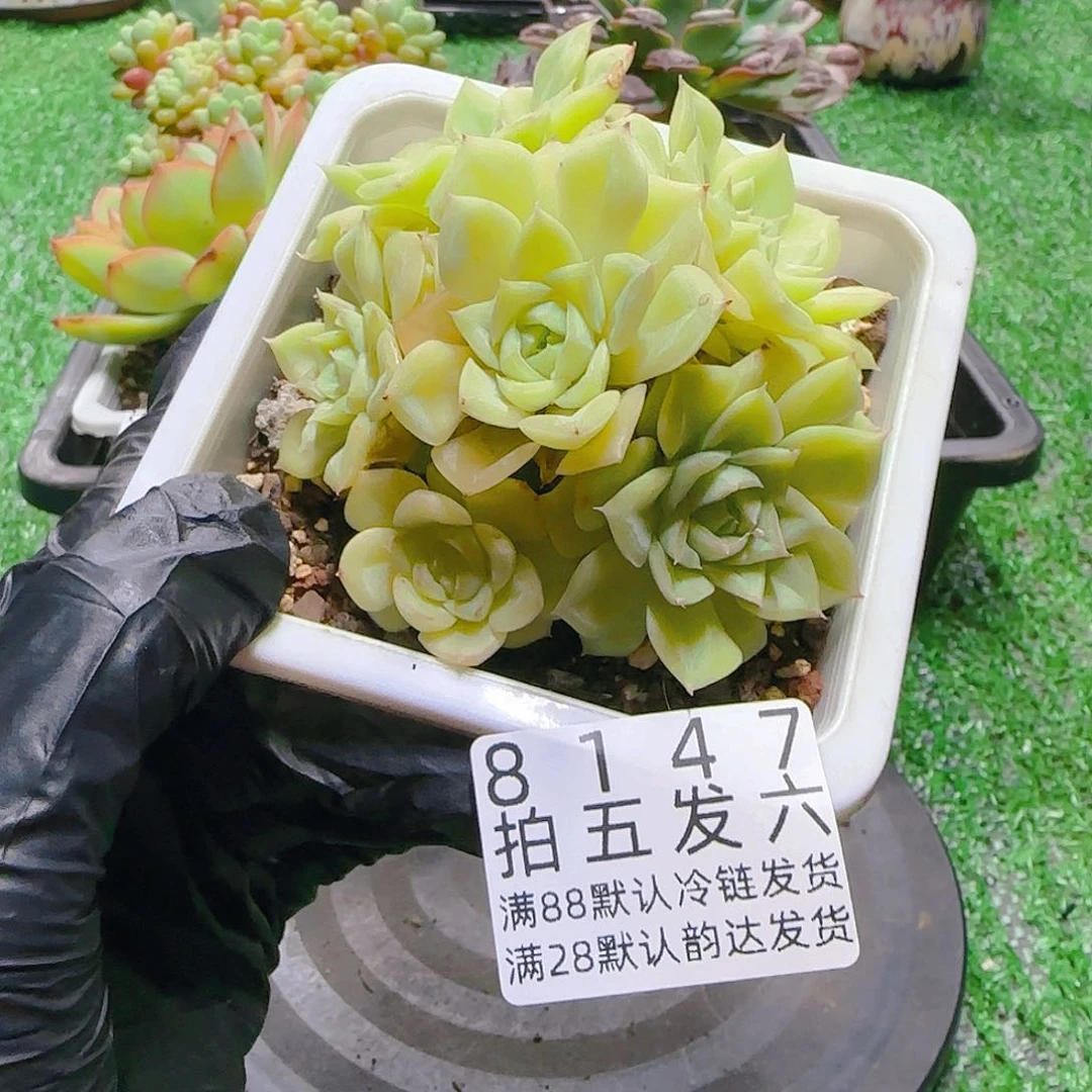 精品多肉编号8147