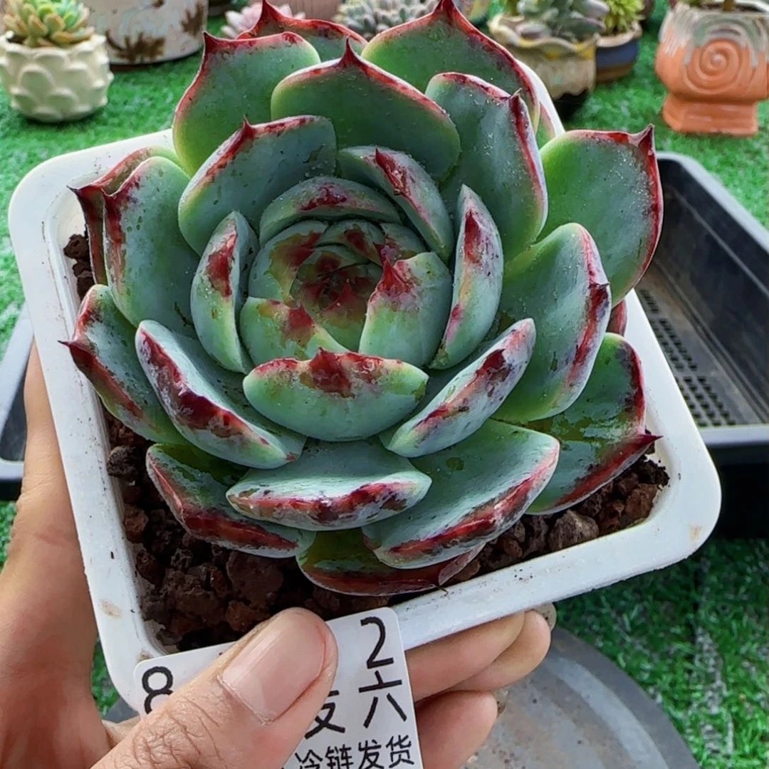 精品多肉编号8502