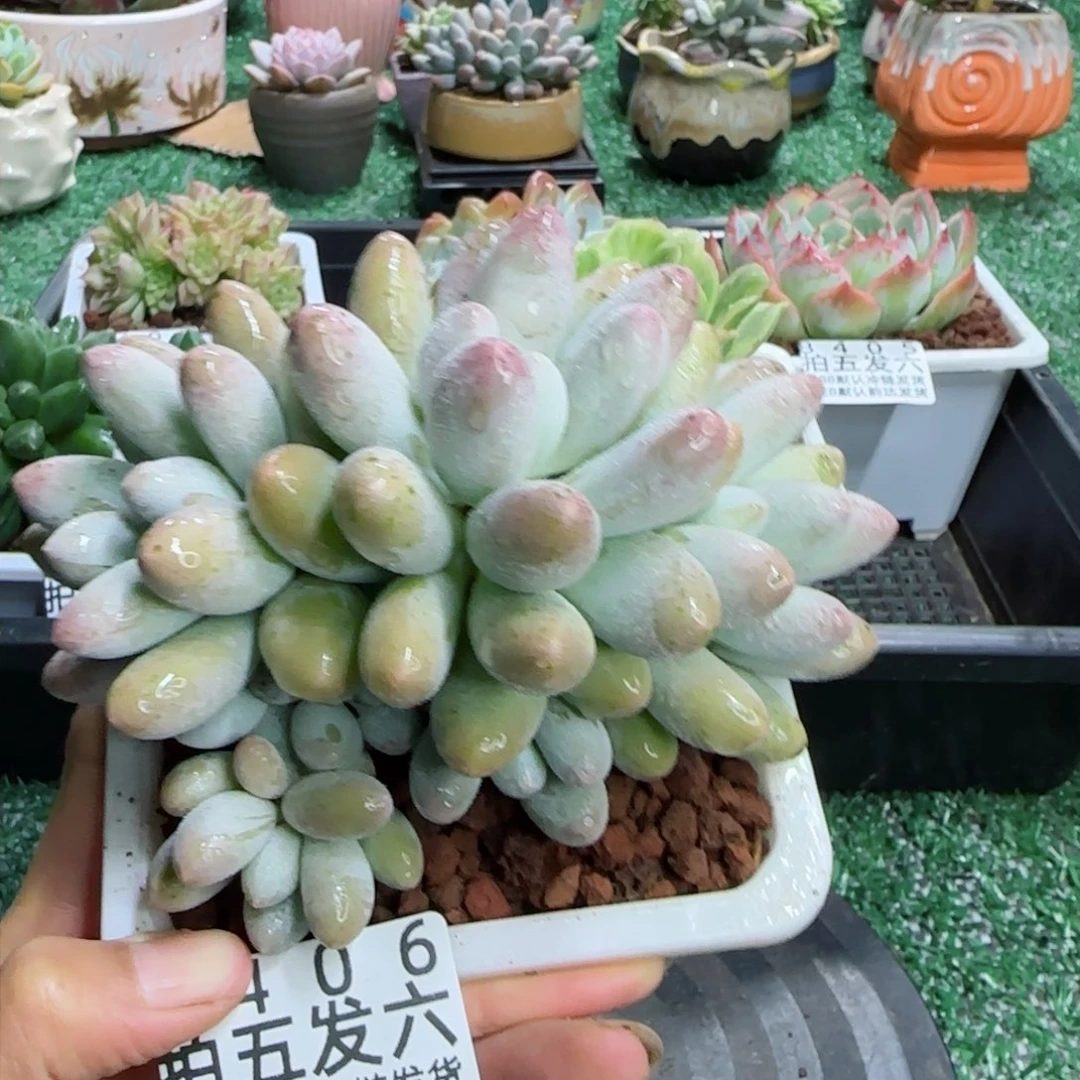精品多肉编号8406