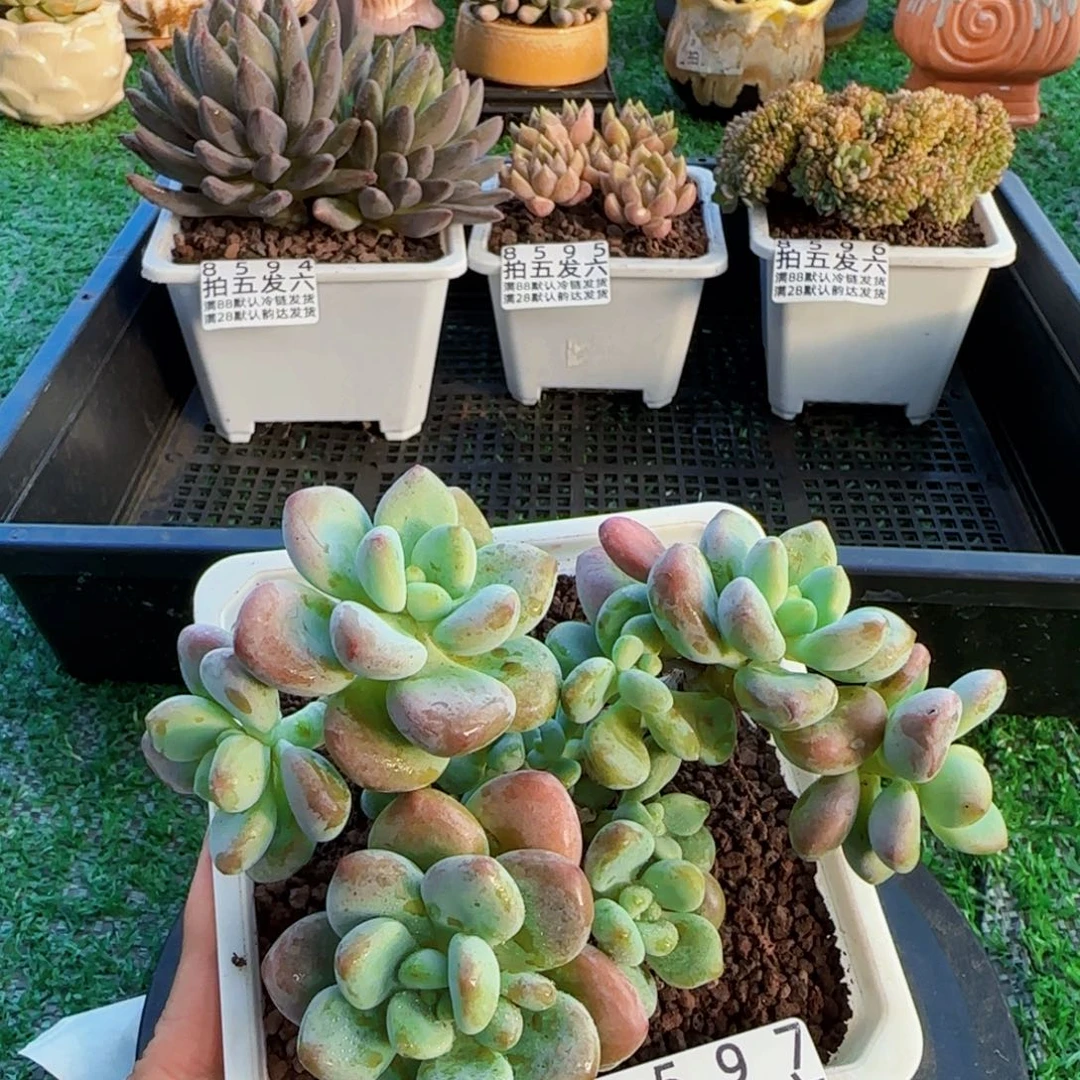 精品多肉编号8597